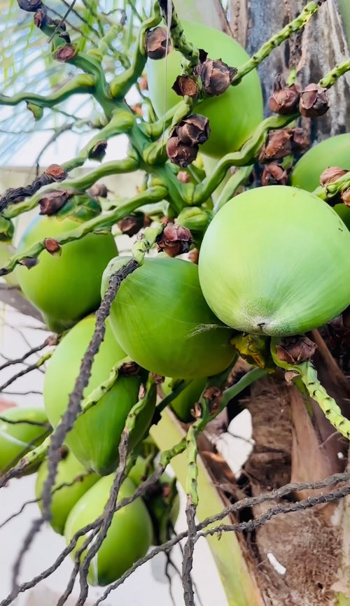 Aroma Organics – Estate Harvest