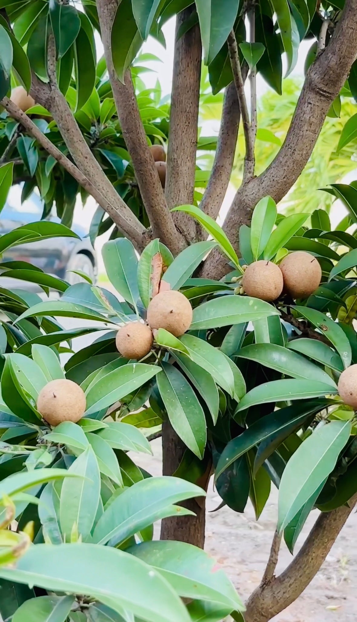 Aroma Organics – Estate Harvest