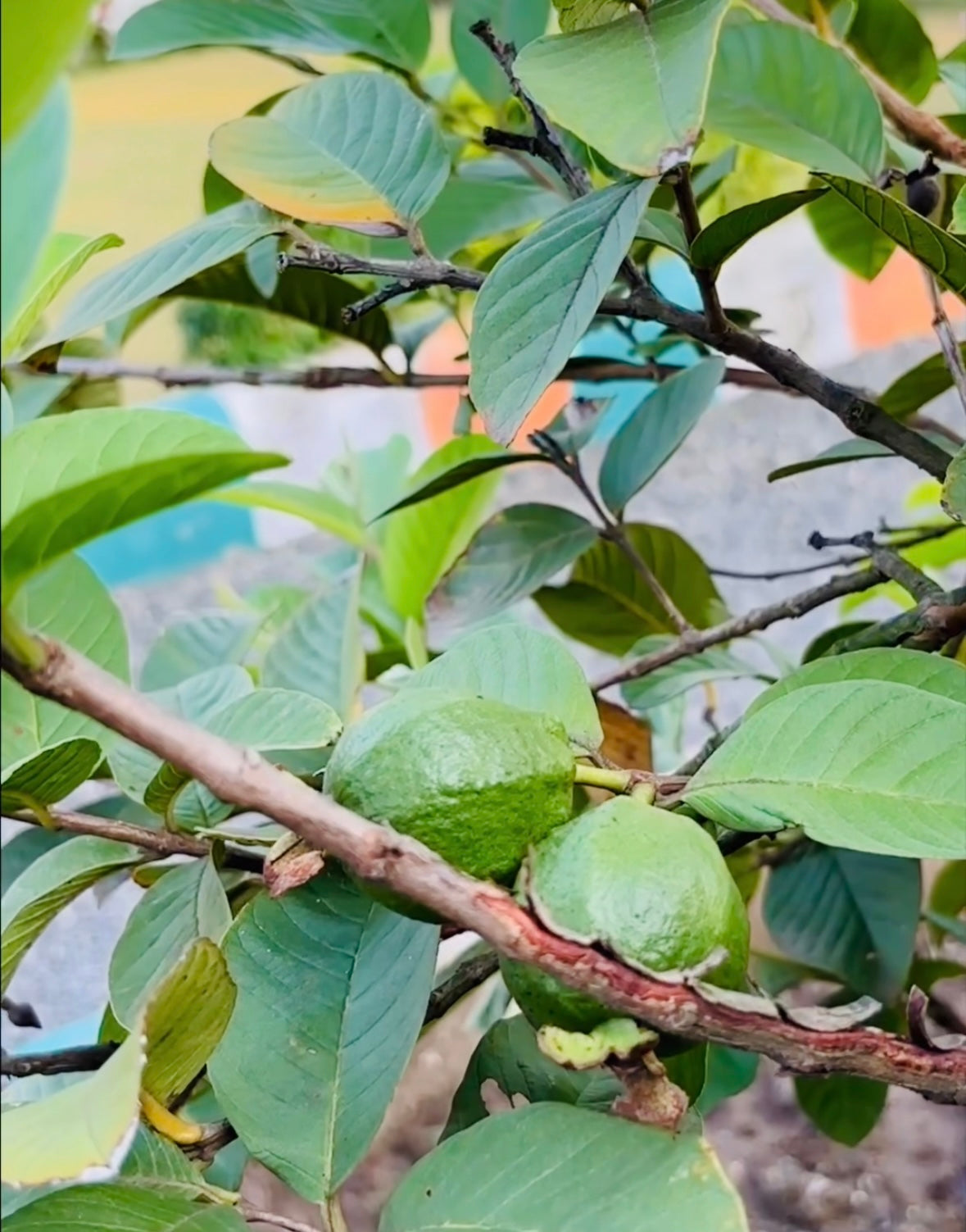 Aroma Organics – Estate Harvest